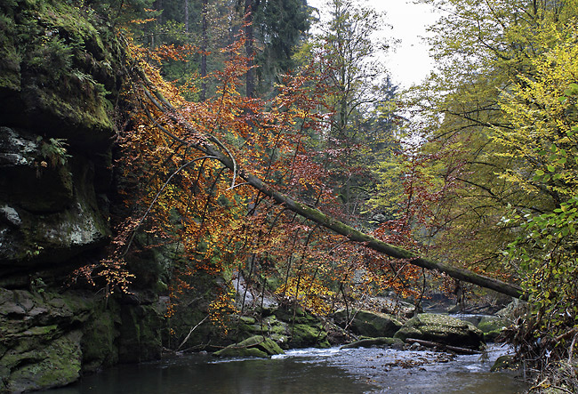 In the "Wild Gorge" - smaller format