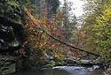 In the "Wild Gorge" - main link