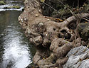 In the "Wild Gorge" - main link