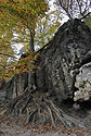 Roots - main link