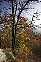 Autumn in beech wood - main link