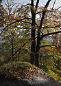 Autumn in beech wood - main link