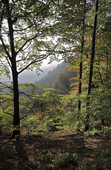 Autumn in beech wood - smaller format