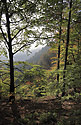 Autumn in beech wood - main link