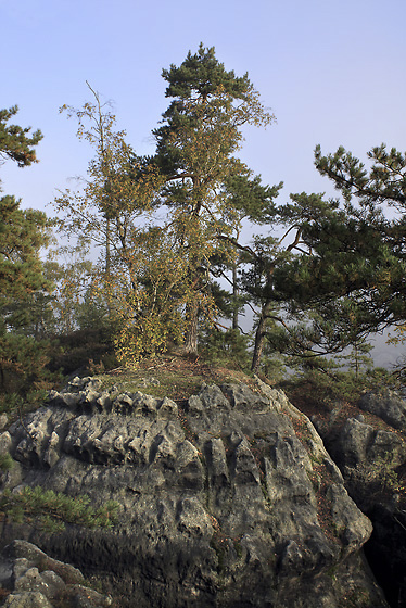 Borovice na skalch - men formt