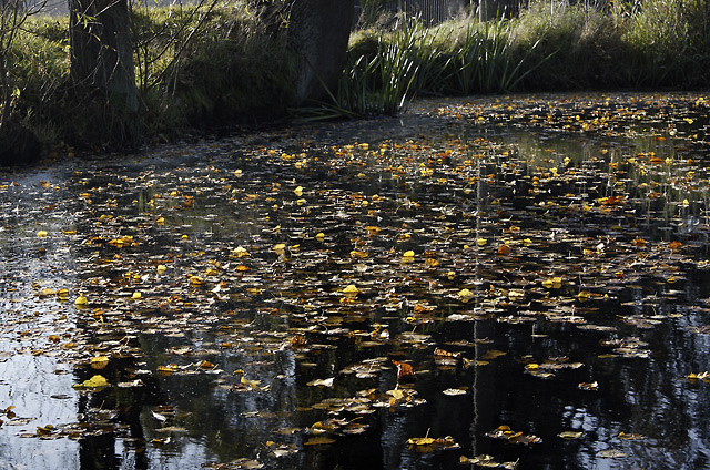 Autumn at the pond - smaller format