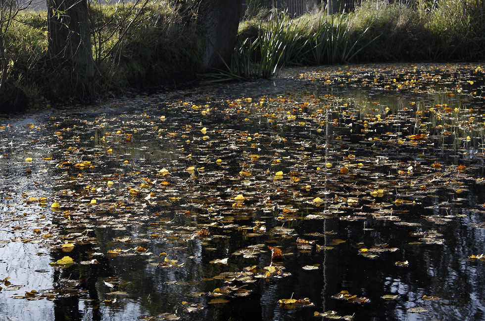 Autumn at the pond - larger format