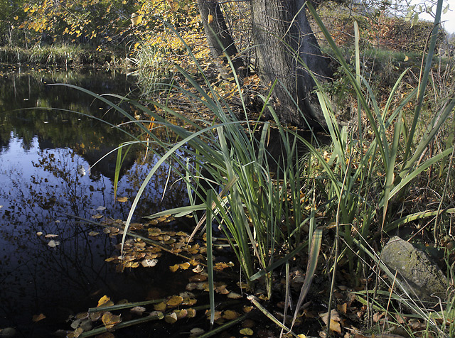 Autumn at the pond - smaller format