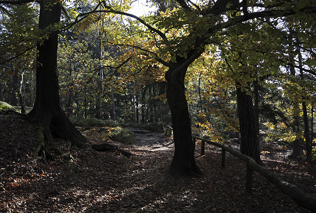 On the path - smaller format