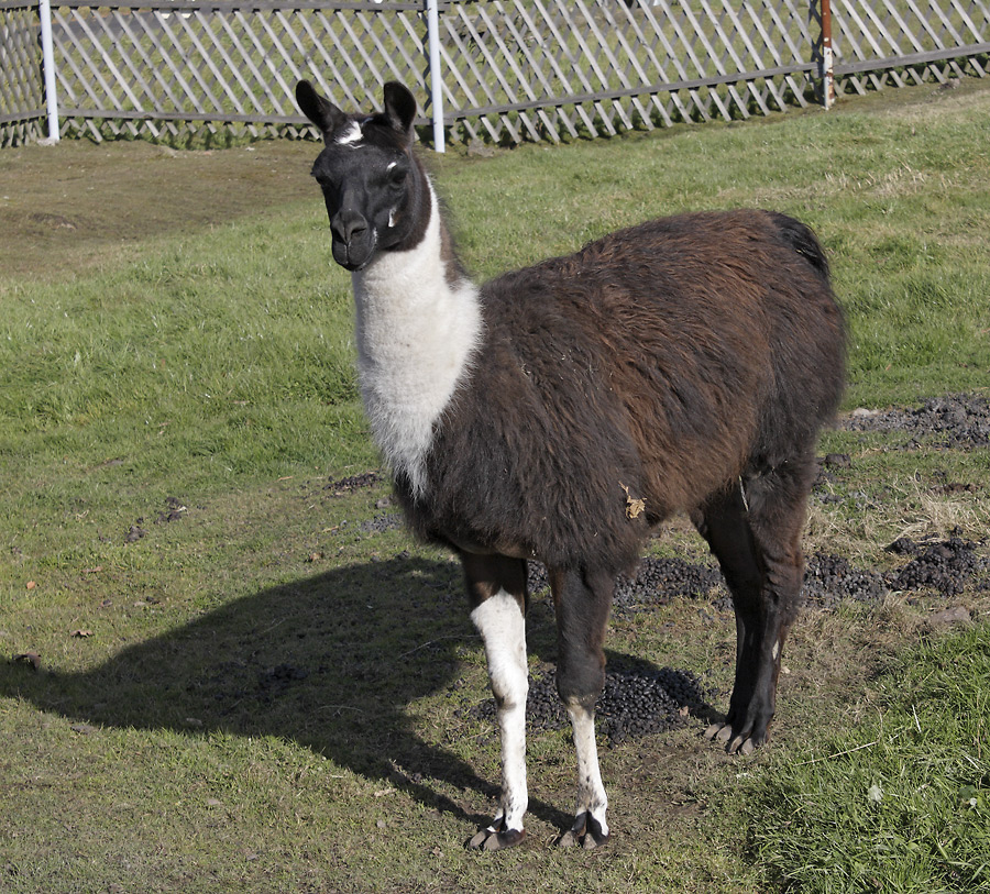 Lama - větší formát