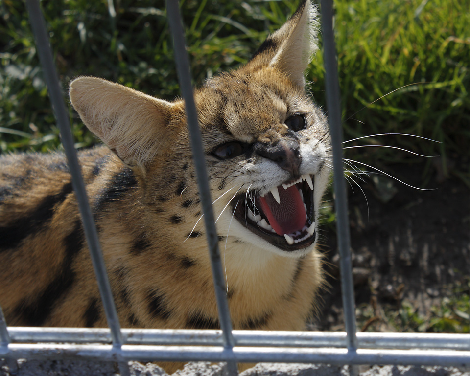 Serval - larger format