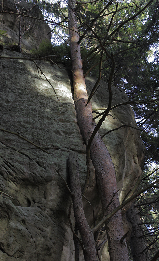 Skála a strom - větší formát