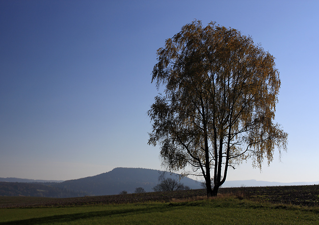 Birch in fields - smaller format