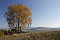 Bza v polch - hlavn odkaz