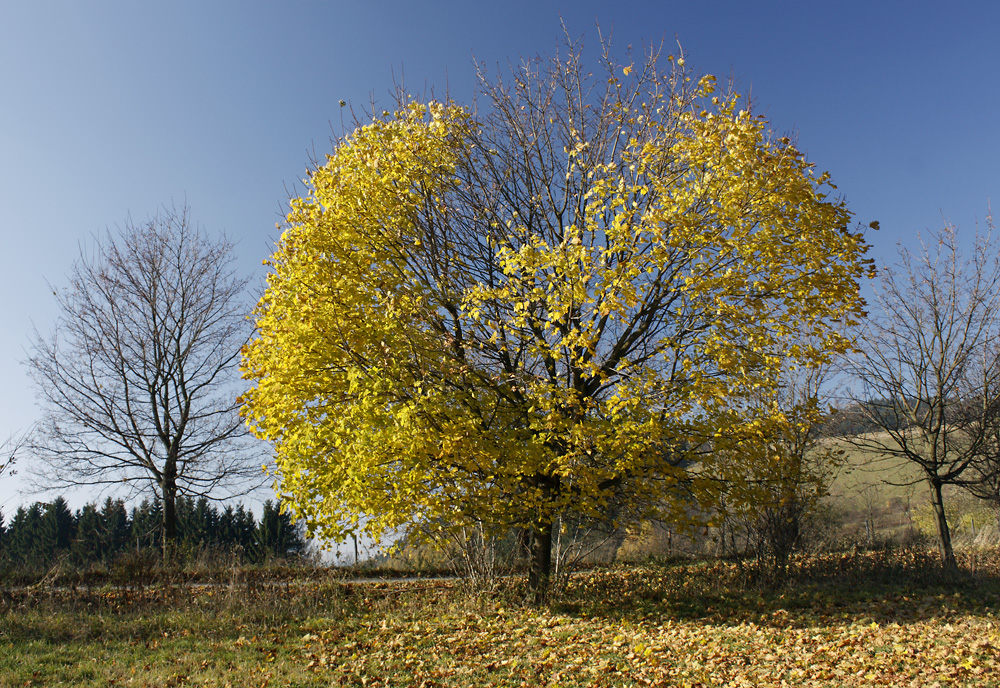 Podzim pod Bišíkem - větší formát