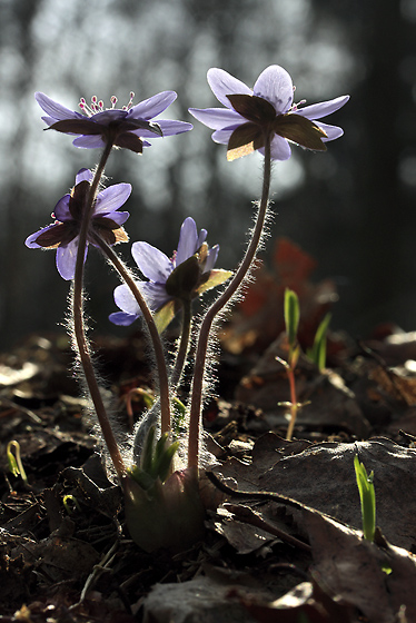 Liverwort - smaller format