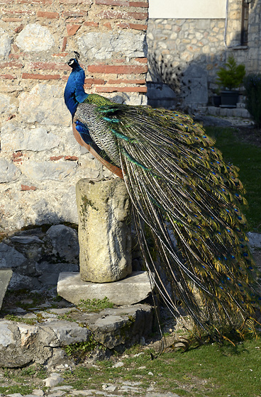 Peacock - smaller format
