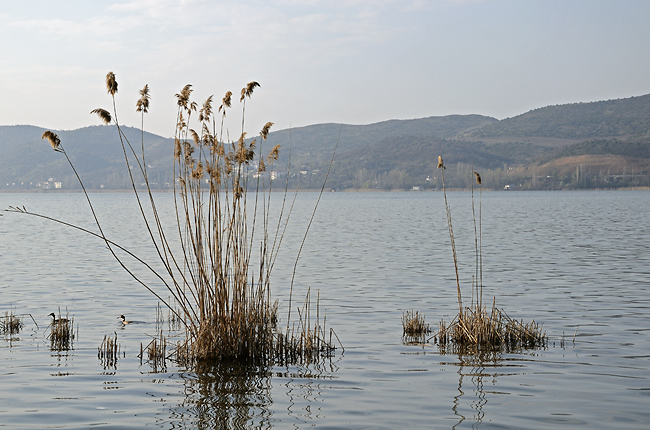 At the lake - smaller format