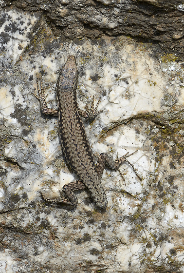 Lizard - smaller format