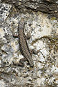 Lizard - main link
