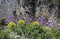 Flowers - main link