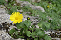 Doronicum - main link