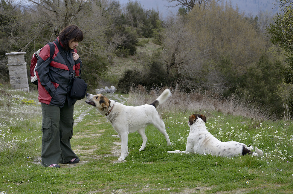 Pooches - larger format