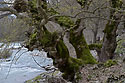 Art trees - main link