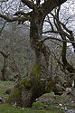 Art trees - main link