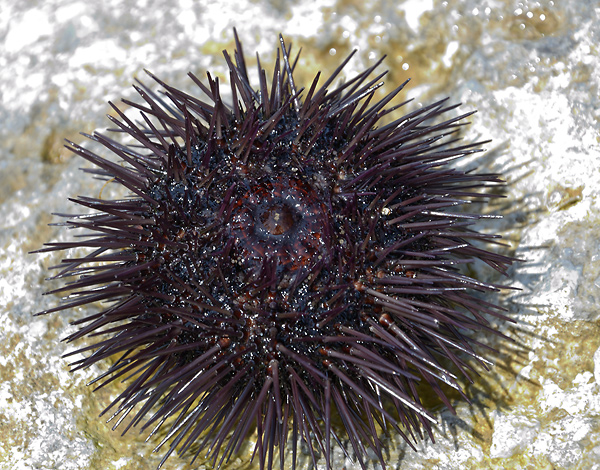 Sea urchin - smaller format