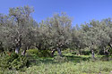 Olive trees - main link