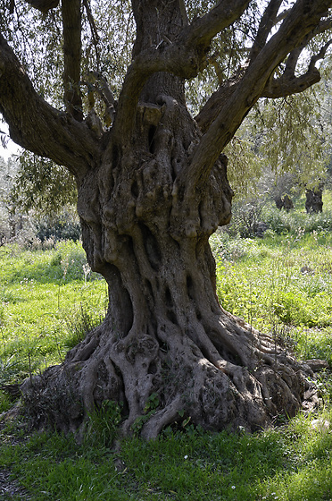 Olivovnk - men formt