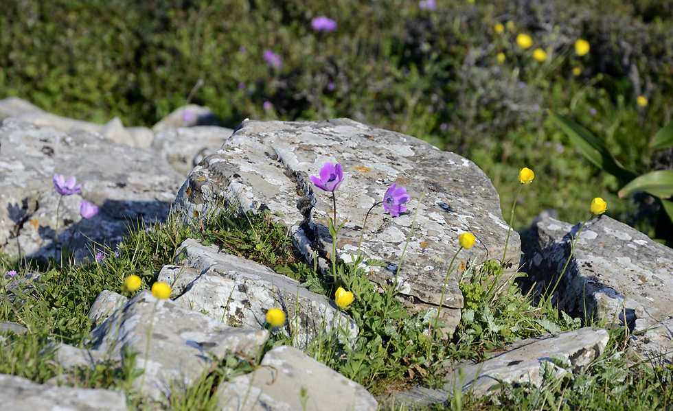 Flowers - larger format