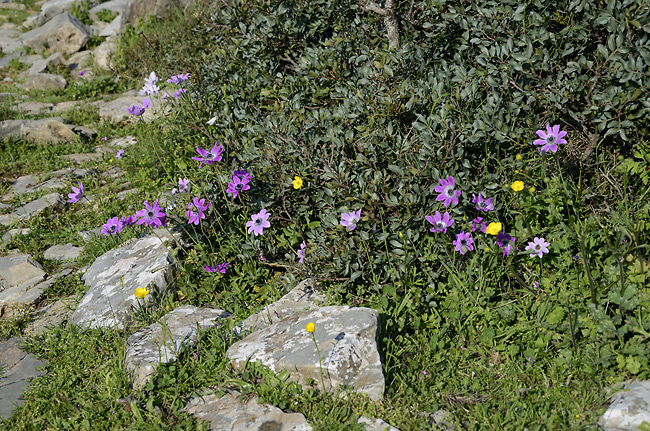Flowers - smaller format