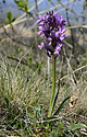 Spotted orchid - main link