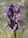 Spotted orchid - main link