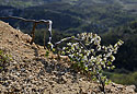 Dwarf tree - main link