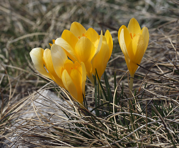 Crocus - smaller format