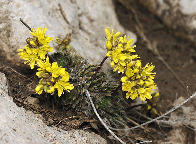 Draba aizoides - smaller format