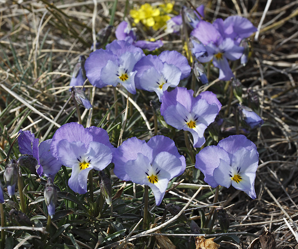 Wild pansy - smaller format