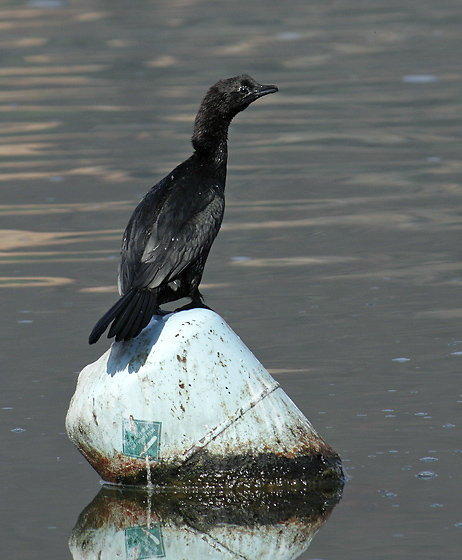 Cormorant - smaller format