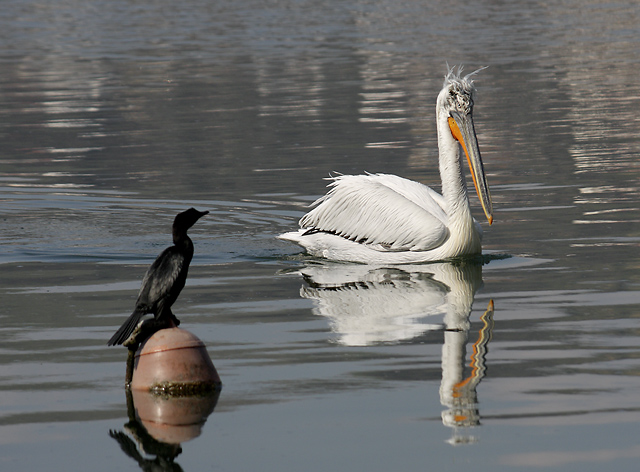 Pelican and cormorant - smaller format