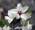 Almond in blossom - main link