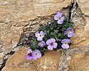 Rock cress - main link