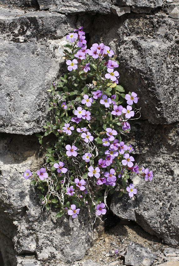 Rock cress - larger format