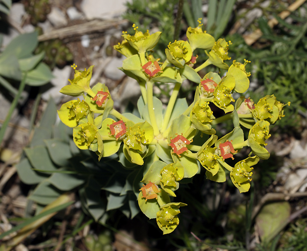 Spurge - smaller format