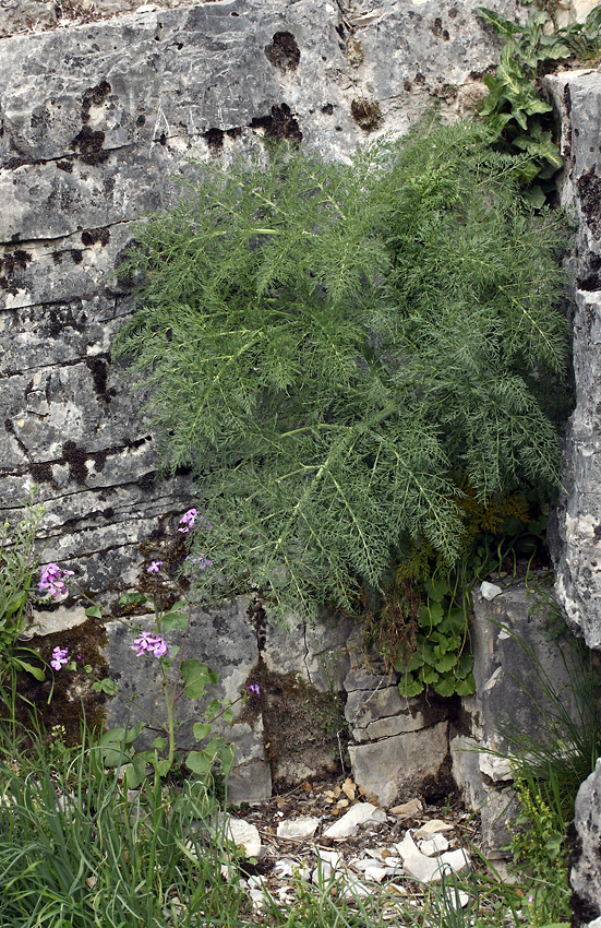 Fennel (?) - larger format