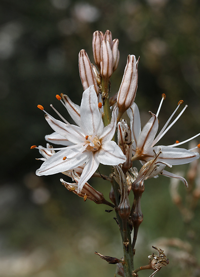 Asphodel - smaller format