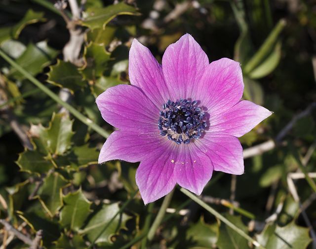 Anemone - smaller format