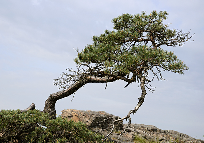 Pine - smaller format